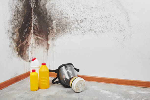 Best Mold Remediation Experts  in Pinson, AL