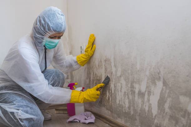 Best Toxic Mold Removal  in Pinson, AL