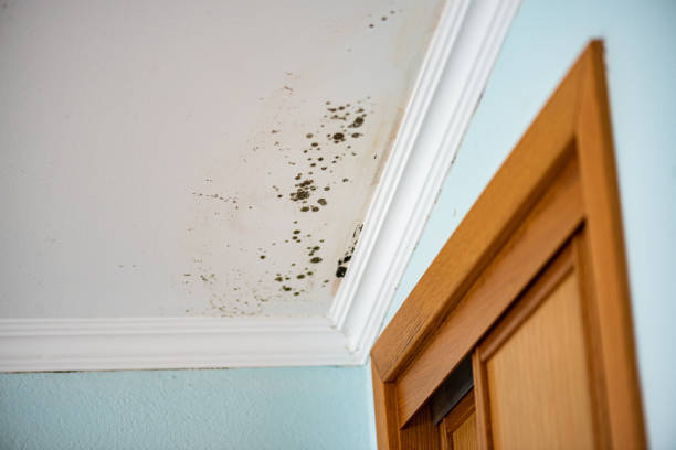 Best Residential Mold Removal  in Pinson, AL