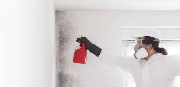 Best Commercial Mold Removal  in Pinson, AL