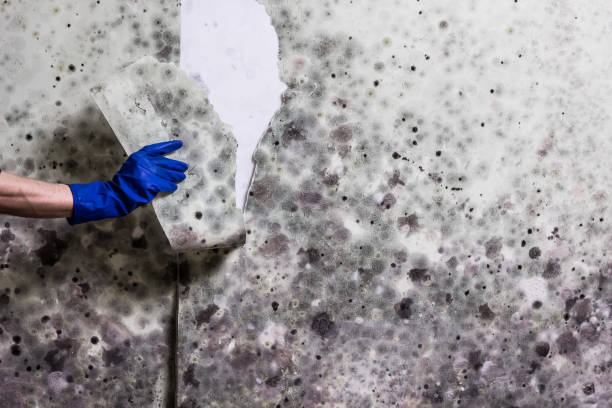 Office Mold Removal Services in Pinson, AL
