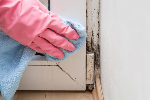 Best Mold Cleaning Services  in Pinson, AL