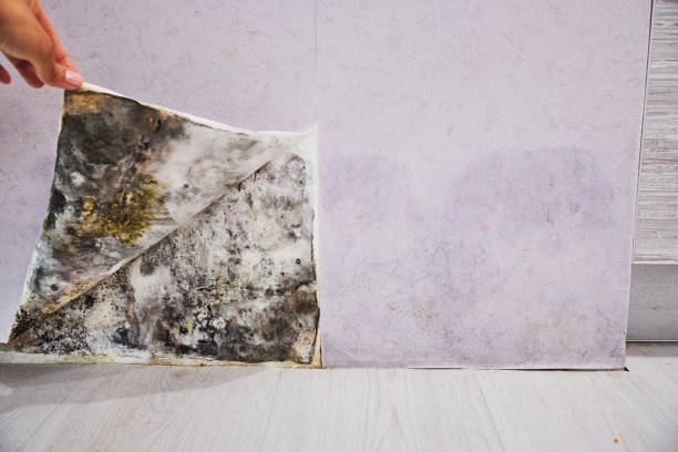 Trusted Pinson, AL Mold Removal Experts